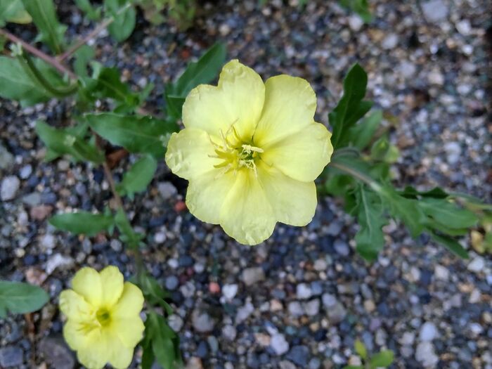 環境が劣悪だと、小さく咲く花もあり!