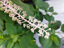 【6月夏場の危険雑草】この1枚の画像を見たらゾッとする!この花を見たらすぐに駆除をすすめる理由!