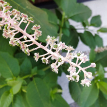 【6月夏場の危険雑草】この1枚の画像を見たらゾッとする!この花を見たらすぐに駆除をすすめる理由!