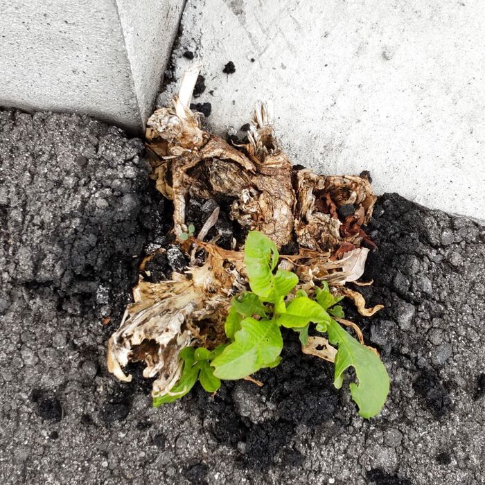 撮影時期は6月3週目です。意味を知ると「ゾッとする画像」はこちらです!!!