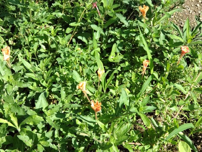 お昼の公園では、赤っぽく萎んでいて、可愛い花姿を見ることはできません。
