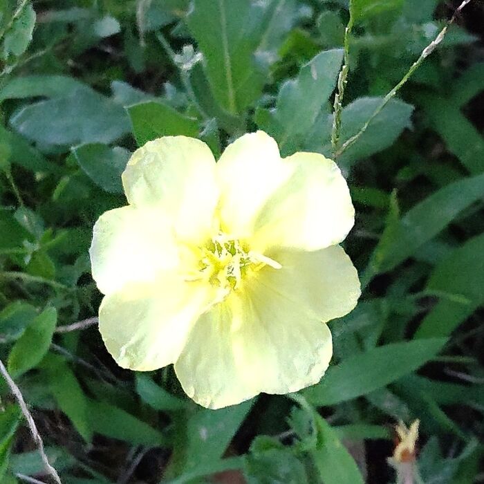 コマツヨイグサの花言葉は、「魔法」「物言わぬ恋」です