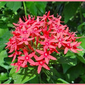 初心者でも簡単!ペンタスの育て方 草山丹花(クササンタンカ)/EgyptianStarcluster