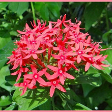 初心者でも簡単!ペンタスの育て方 草山丹花(クササンタンカ)/EgyptianStarcluster