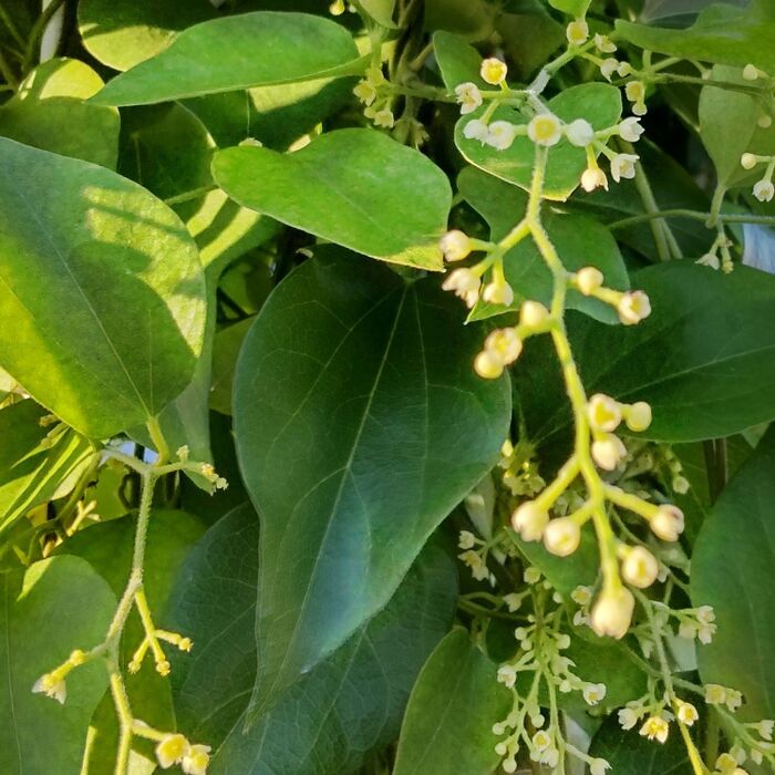 日当たりの良い場所ならどこでも育ちます。アオツヅラフジは放任すれば繁茂します。