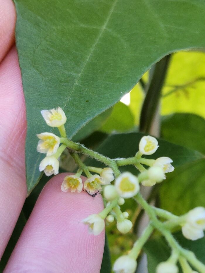 花を観察してみましょう。