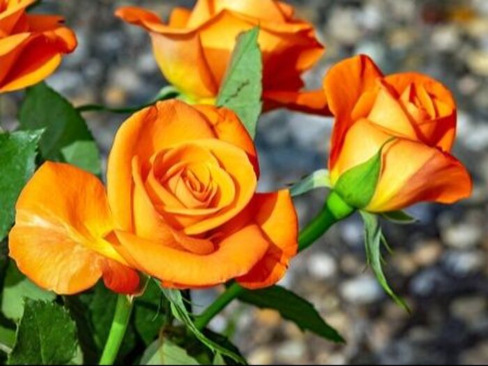 ブッシュ・ローズの病気と害虫対策