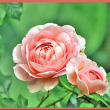 ブッシュ・ローズ「木立ち性の薔薇/Bush Rose 」