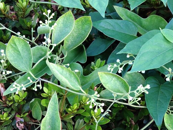 実は、可愛い清楚なお花ですが、株全体に『毒』があります!特に子供には注意が必要です。