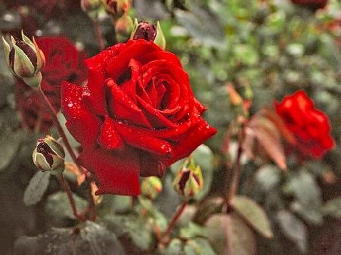 ブッシュ・ローズの美しい花を楽しむポイント