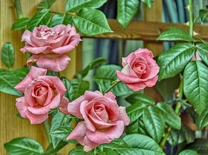 ブッシュ・ローズの剪定方法