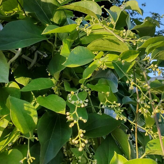 この植物は「アオツヅラフジ(青葛藤)」です。別名は「カミエビ」。地方により、「チンチンカヅラ」「ピンピンカヅラ」。