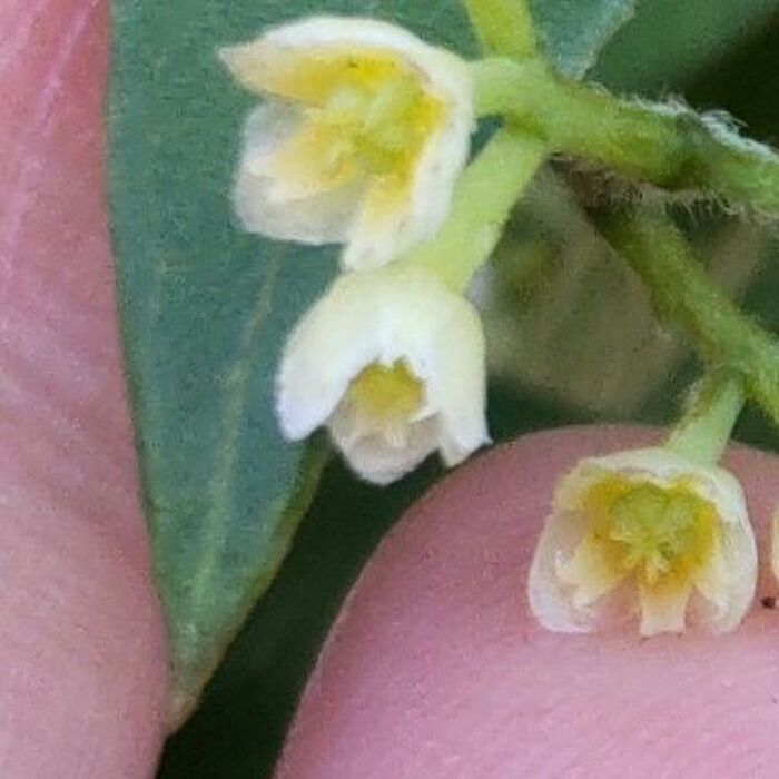 清楚な小さな夏の花!花言葉は「目立たないが存在感のある」。