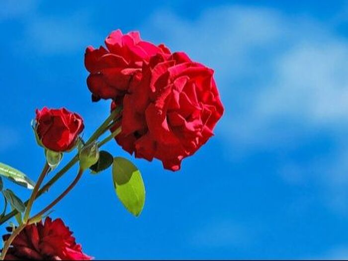 ブッシュ・ローズの冬の管理と保護方法