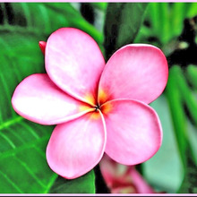 初心者でも簡単!プルメリアの育て方「インドソケイ(印度素馨)/Plumeria」