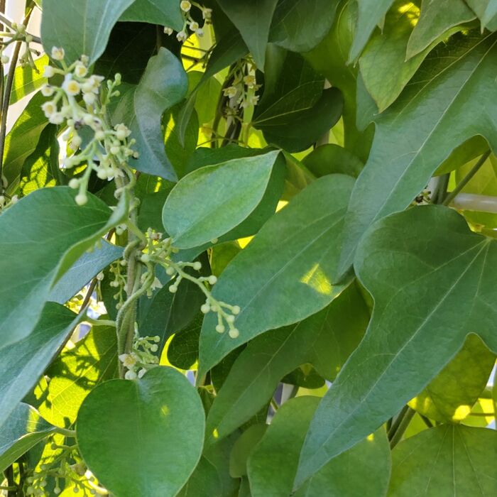 葉を観察してみましょう。