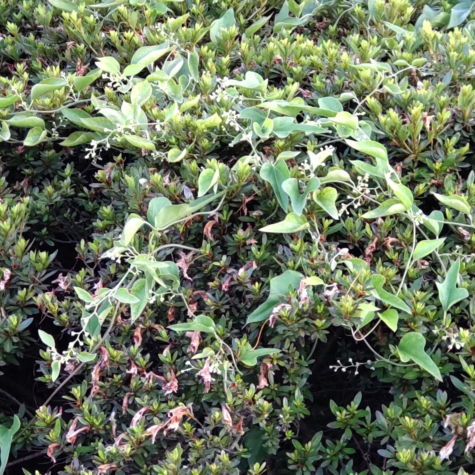 植え込みの植物の上を、這うように蔓を伸ばし、上につたっていけるものを探します。