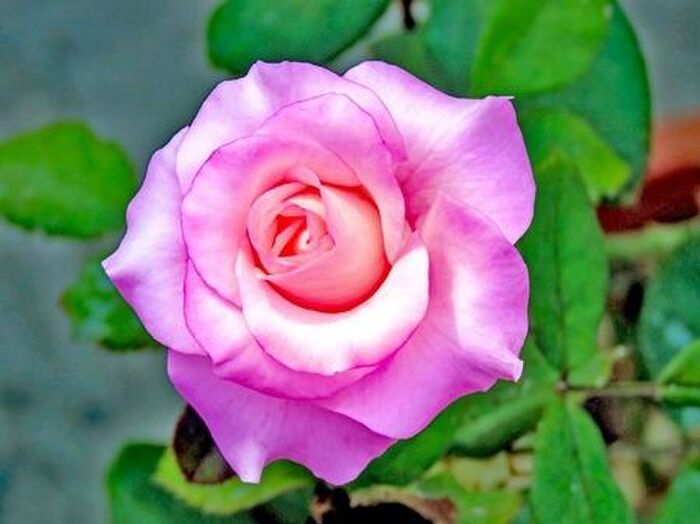 ブッシュ・ローズの育て方