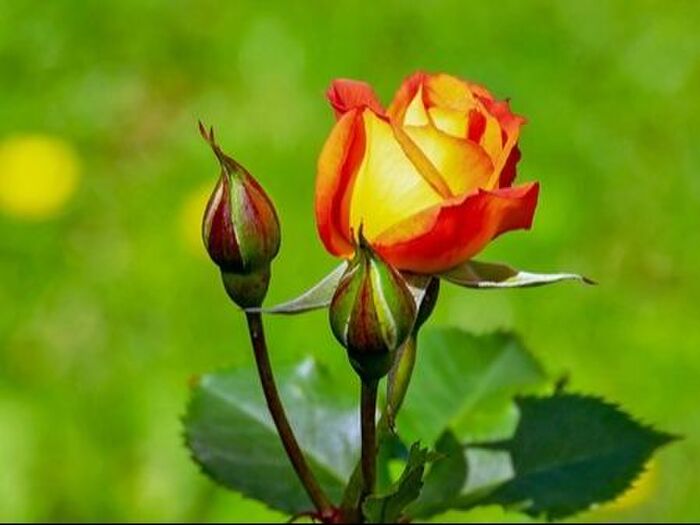 ブッシュ・ローズの繁殖と増やし方