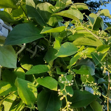 【7月 道端の有毒植物】お子様注意!『実』も注意!清楚な可愛いお花を咲かせる「アオツヅラフジ」とは?