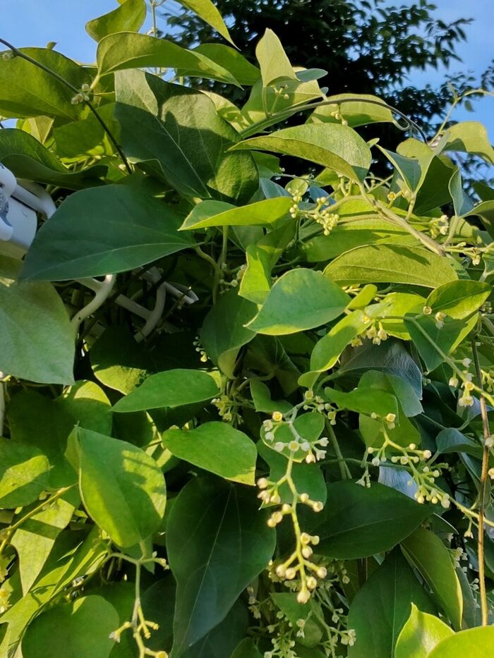 【7月 道端の有毒植物】お子様注意!『実』も注意!清楚な可愛いお花を咲かせる「アオツヅラフジ」とは?