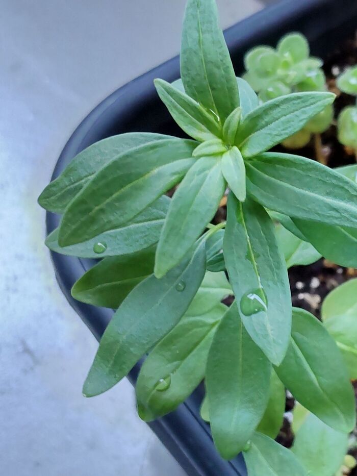 このような植物ですよ!