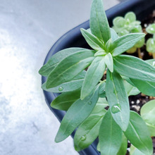 【7月謎の草】雑草か?抜かないで育ててみて「花」を咲かせてみた!そして活用してみた♪