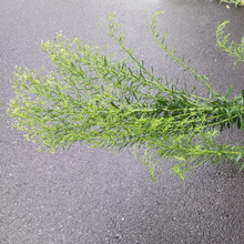 【7月道端の雑草】災害時などに食べられる草。別名「鉄道草」花言葉は『湧き上がる愛』!