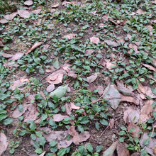 【7月 道端の雑草】不思議な雑草!「踏み跡植物」のオオバコは踏まれ好きの雑草?♡花言葉も「足跡」?