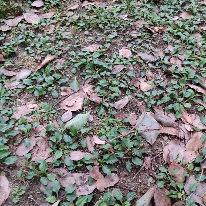 【7月 道端の雑草】不思議な雑草!「踏み跡植物」のオオバコは踏まれ好きの雑草?♡花言葉も「足跡」?