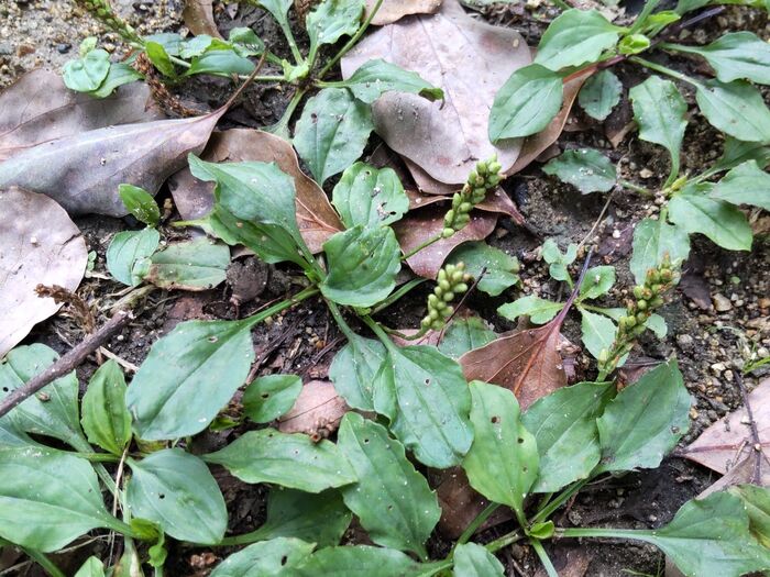 この植物は「オオバコ(大葉子)」です。別名「スモウトリグサ(相撲取り草)」「ハハキオオバコ」「ホウキオオバコ」。