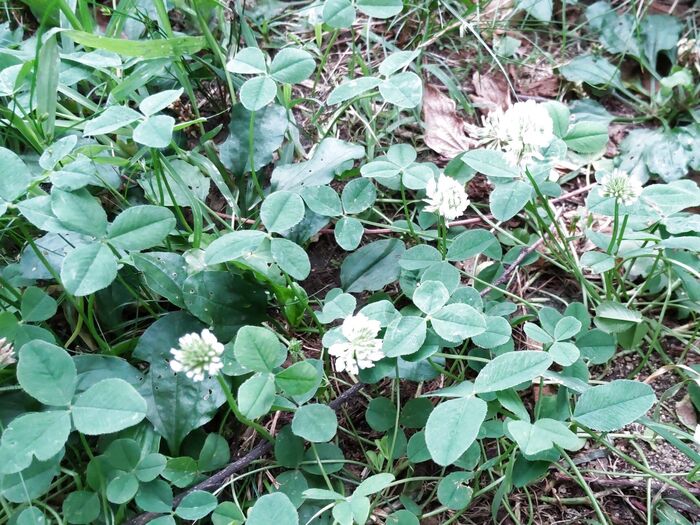 背の低い雑草の傍で自生しています。「オオバコ」は仲間が多い植物です。