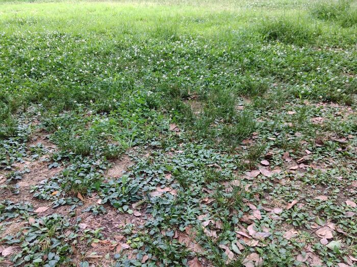 「踏み跡植物」♡踏みつけに強い雑草!むしろ、踏みつけて欲しいと思っています。