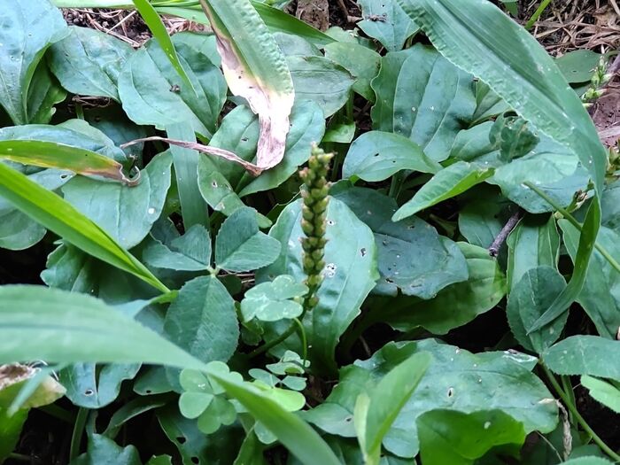 花言葉は「足跡」「耐え忍ぶ愛」「白人の足跡」