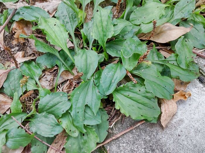 食用にもなり、薬草として、漢方薬にも使われます。