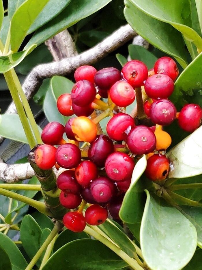 花も珍しいなら、実も珍しいですよ!ちなみに、ホンコンカポックの花言葉は「とても真面目」「実直」だそう