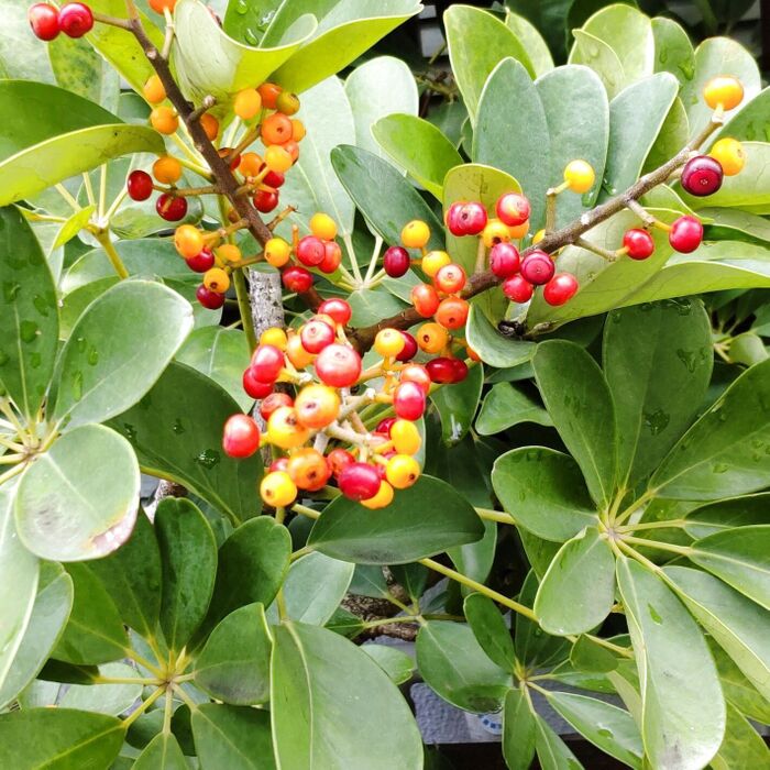 花や実を見ることができるのは稀なことです!別場所で見かけた「果実」です!