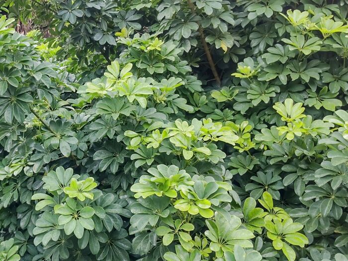 この植物は「カポック(ホンコンカポック)」別名「シェフレラ」「ヤドリフカノキ」 です