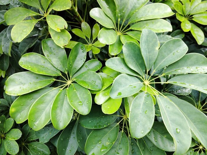 観葉植物として人気です!