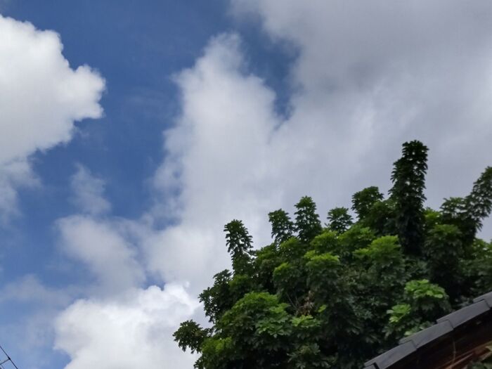 【7月の道端】観葉植物はここまで大きくなるよ!「ホンコンカポック」って?貴重な実も紹介~!