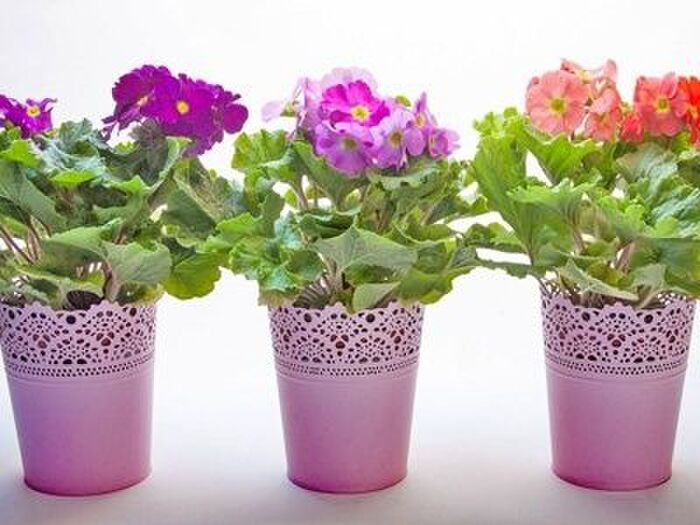 プリムラ・ポリアンサの鉢植えと地植えの比較