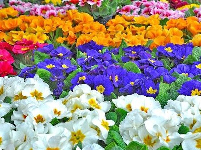 プリムラ・ポリアンサの増やし方