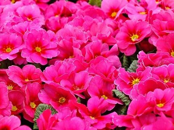 プリムラ・ポリアンサの病気と害虫対策