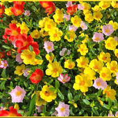 初心者でも簡単!ポーチュラカの育て方「花滑莧(ハナスベリヒユ)/Portulaca」