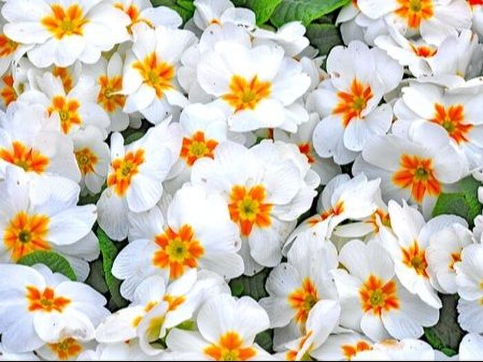 プリムラ・ポリアンサの育て方