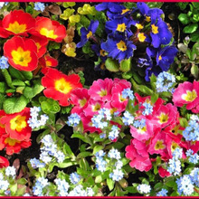 初心者でも成功する!プリムラ・ポリアンサの育て方「九輪桜(クリンザクラ)/Primrose」