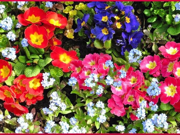 初心者でも成功する!プリムラ・ポリアンサの育て方「九輪桜(クリンザクラ)/Primrose」