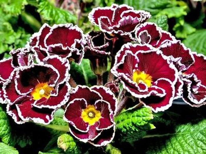 プリムラ・ポリアンサの季節ごとの管理