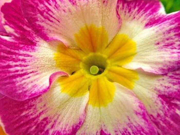 プリムラ・ジュリアンとの違いと栽培のポイント