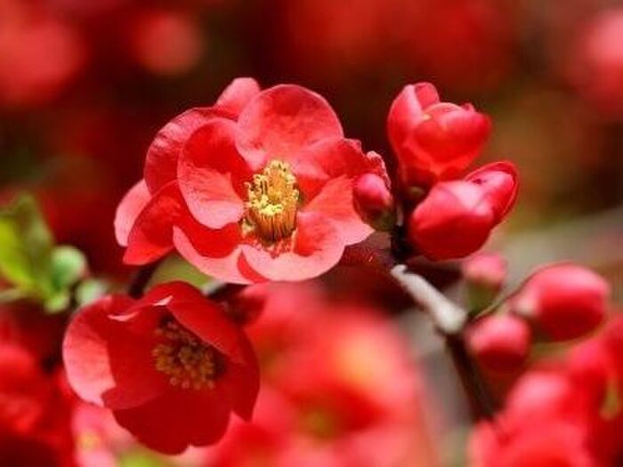 ボケの花の育て方の基本
